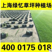 优质矮化草坪 有效降低修剪次数 夏季耐高温冬季抗严寒