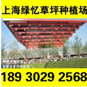 绿化工程草坪 绿化工程养护 超大产量供应 询价18930292568