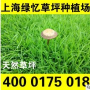 剪股颖 本特草 草坪 四季常绿 上海基地直销18930292568