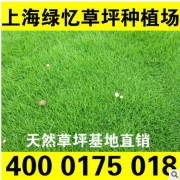 优秀草坪品种 早熟禾系列 草皮种植基地直营 18930292568