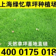 果岭草多少钱一平方 基地直销价格更实惠 电话18930292568