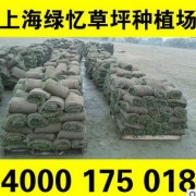 果岭草铺设种植 价格咨询上海绿忆草坪种植场 基地一手货源