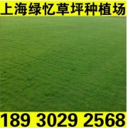 上海绿化草坪批发-春季单播草坪 单播草皮 基地直销 无其他环节