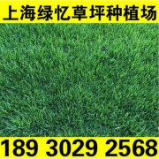 天富道果岭草 狗牙根果岭草 四季青果岭草 天堂草+黑麦草