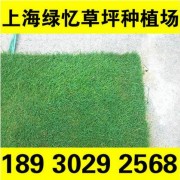 果岭草草坪批发 自产自销 价格低质量优 基地直销无中间环节