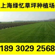 天然绿化草皮批发 果岭草 四季青 百慕大采购热线 18930292568
