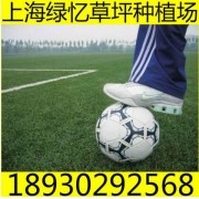 冬天草坪 冬天草皮 耐寒足球场冬季草坪 18930292568