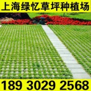 停车场草坪 公共绿化草坪 耐践踏耐高温 上海草坪询价18930292568