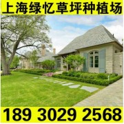 上海绿忆草坪种植场 四季常绿草坪 适用于庭院绿化别墅绿化
