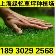 上海冷地型草坪 优质天然果岭草 老客户采购有优惠18930292568