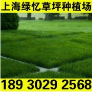 美国四季青草坪- 上海绿忆草坪种植场批发各种绿化草坪草皮