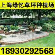 上海草坪 天然露台草坪 上海绿忆草坪种植场18930292568