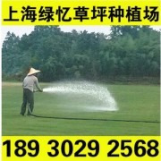 高品质 沙培草坪 绿忆草坪种植场咨询电话18930292568