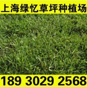产地直销 优质高羊茅草坪 高羊茅草皮最强的耐干旱18930292568