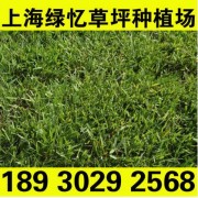 产地直销 优质高羊茅草坪 高羊茅草皮最强的耐干旱18930292568