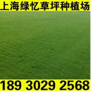 高品质【保水固土草坪】 】绿忆草坪种植场咨询电话18930292568