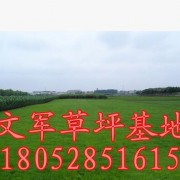 批发公园绿化草坪百慕大草皮 天堂草坪 好管理修剪次数少
