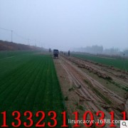 晋城草坪真四季常青冷季型早熟禾草皮小区别墅景区护坡绿化带草坪
